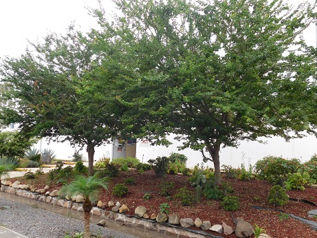 Árbol Guamuchil