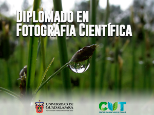 Diplomado en Fotografía Científica